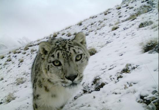 El fantasma de las&nbsp;nieves