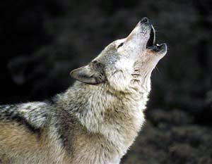 Volver a ser un Lobo&nbsp;Estepario